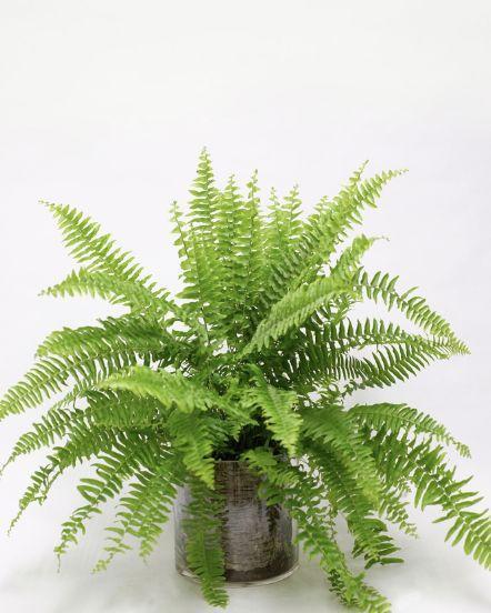 对猫咪来说绝对安全的 10 种室内植物