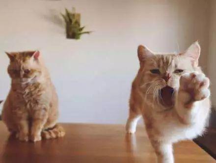 为什么同一屋檐下的两只猫，有的和睦相处，有的互相伤害？