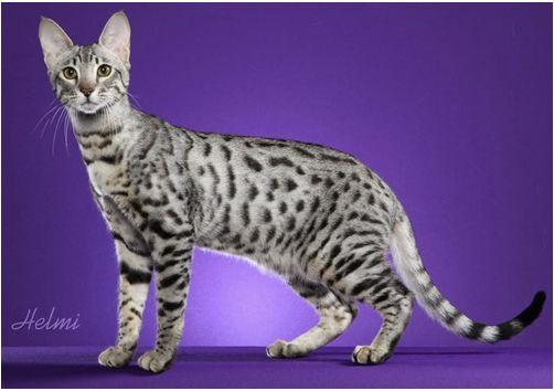 TICA 公开的 79 个品种猫，你认识几个？