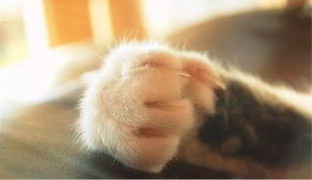 猫咪攻击行为最常见的一个原因（重定向攻击）