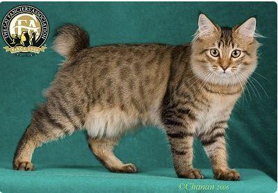 CFA 认证的这 46 个品种猫，你认识几种？（含 3 个考察期品种）