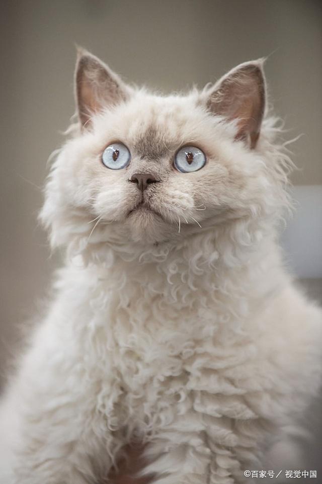 猫咪可能患上心脏病的 5 个症状