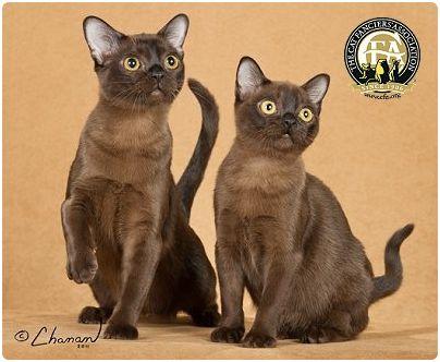 CFA 认证的这 46 个品种猫，你认识几种？（含 3 个考察期品种）