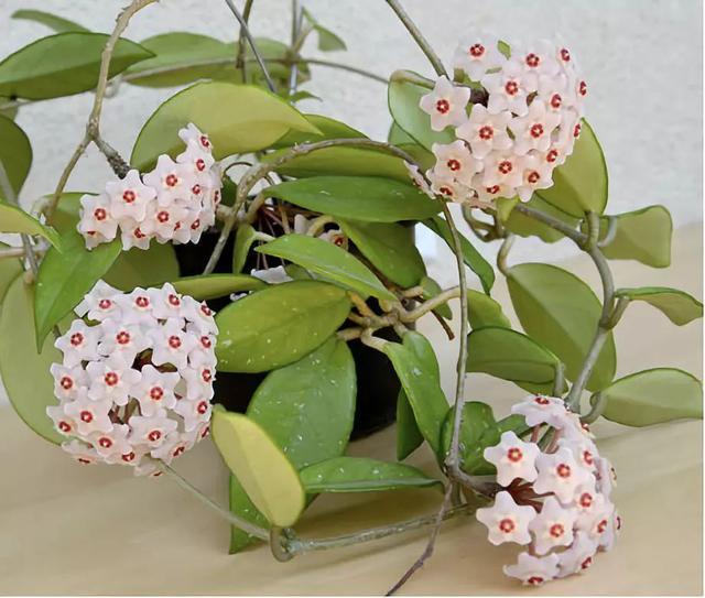 对猫咪来说绝对安全的 10 种室内植物