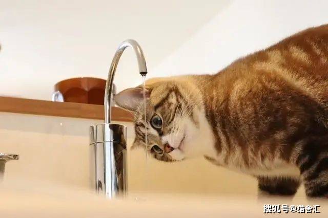 水对猫咪到底有多重要?