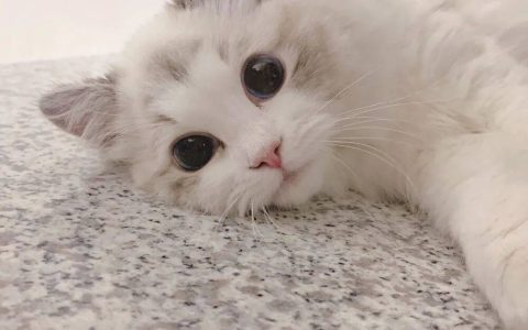 关于猫的血型，99%的铲屎官不知道的事