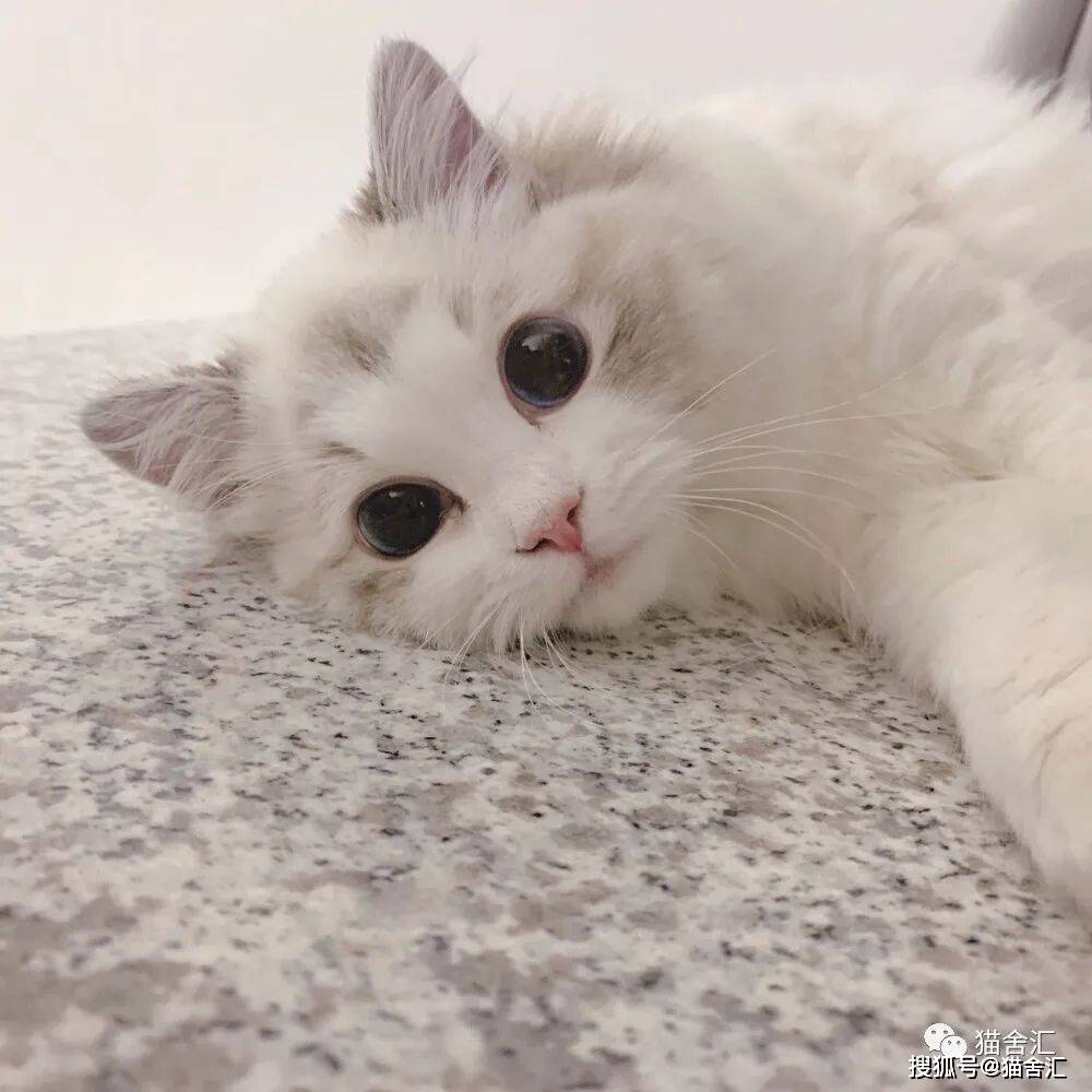 关于猫的血型，99%的铲屎官不知道的事