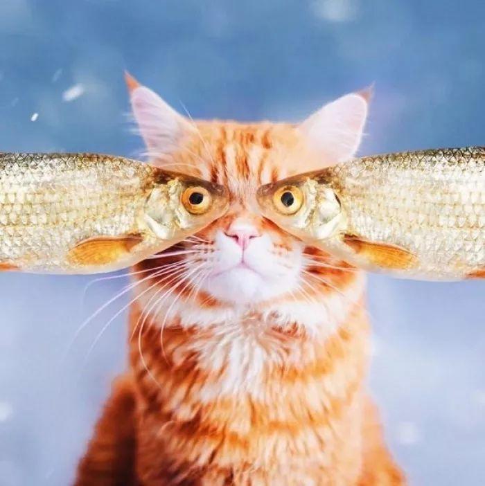 三十种绝对不能给猫吃的食物！