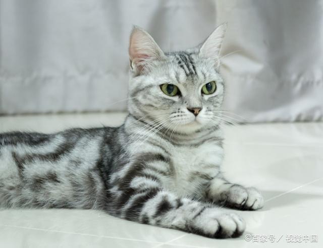 会导致猫咪呕吐的 26 个原因