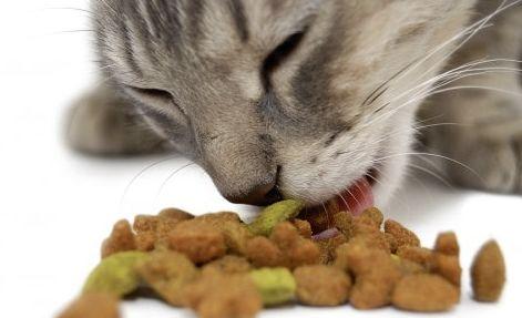 某些干粮都对猫咪的毛发做了什么？