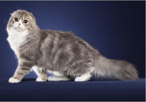 TICA 公开的 79 个品种猫，你认识几个？