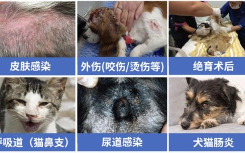 猫用速诺的使用指南