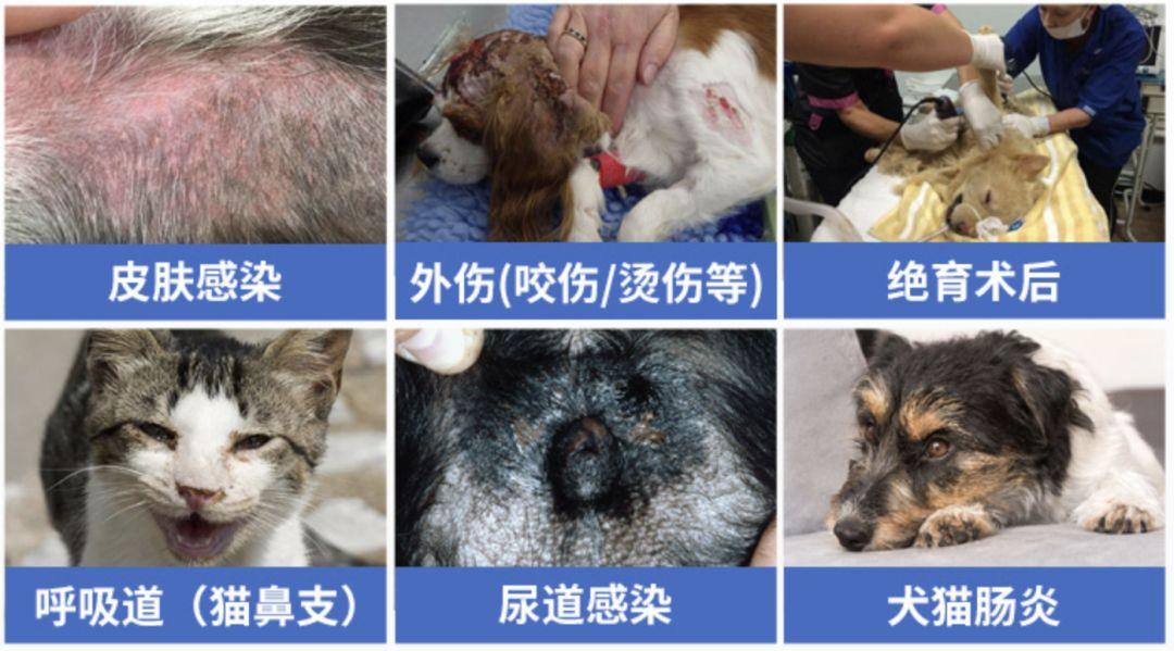 猫用速诺的使用指南