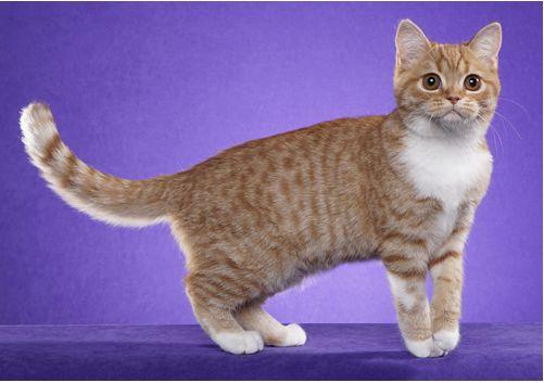 TICA 公开的 79 个品种猫，你认识几个？