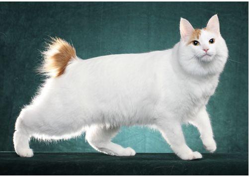 TICA 公开的 79 个品种猫，你认识几个？