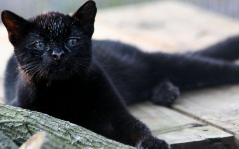 大黑猫，才是幸运之猫！