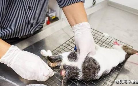 猫舍必看疾病科普│猫冠状病毒与猫传腹的区别