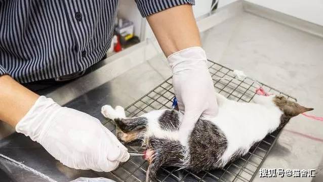 猫舍必看疾病科普│猫冠状病毒与猫传腹的区别