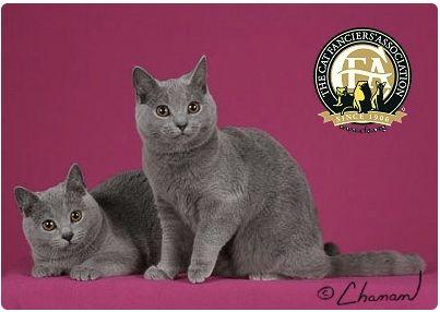 CFA 认证的这 46 个品种猫，你认识几种？（含 3 个考察期品种）