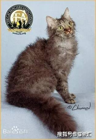 如何做猫舍│猫品种的选择