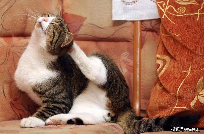 猫舍必看疾病科普│猫咪疾病预防篇