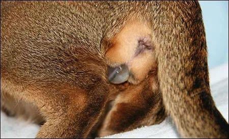 母猫的两种自然分娩方式全图解