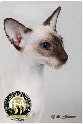 CFA 认证的这 46 个品种猫，你认识几种？（含 3 个考察期品种）