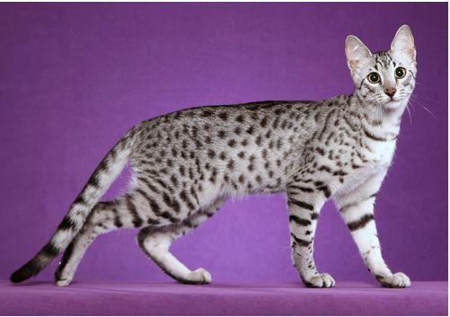 TICA 公开的 79 个品种猫，你认识几个？