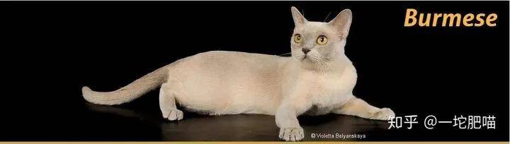 如何做猫舍│猫品种的选择