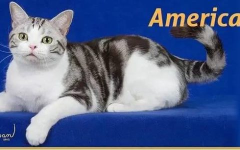 如何做猫舍│如何给猫接生——新生小猫接生及护理