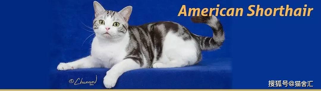 如何做猫舍│如何给猫接生——新生小猫接生及护理