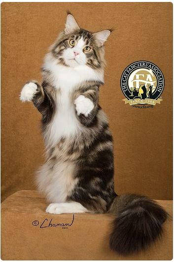 CFA 认证的这 46 个品种猫，你认识几种？（含 3 个考察期品种）