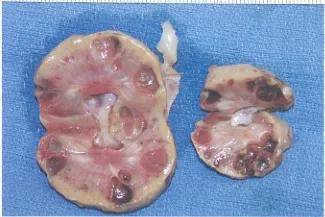 猫舍必看疾病科普│猫常见的遗传病（一）