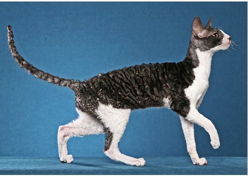 TICA 公开的 79 个品种猫，你认识几个？