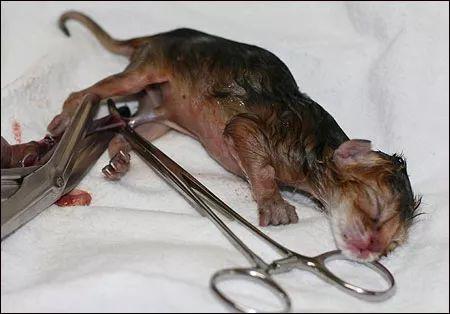 母猫的两种自然分娩方式全图解