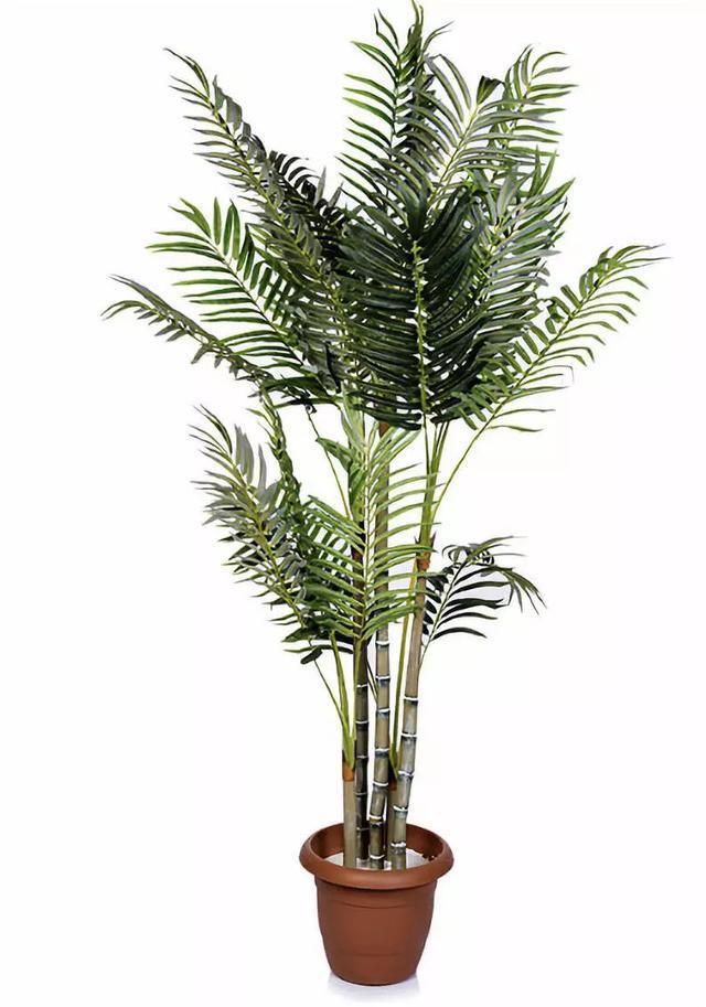 对猫咪来说绝对安全的 10 种室内植物