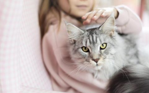 13种方法让猫咪跟你更亲密
