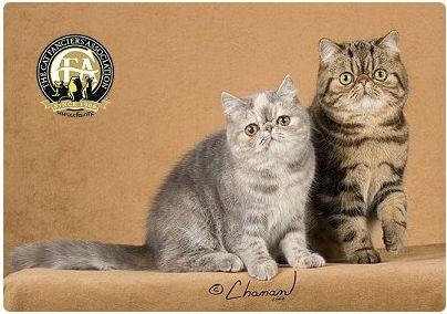 CFA 认证的这 46 个品种猫，你认识几种？（含 3 个考察期品种）