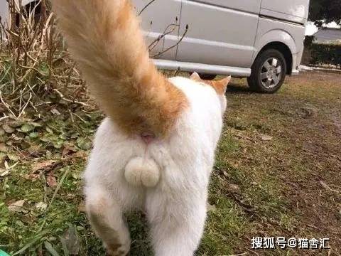 如何做猫舍│多公猫情况下的隔离管理