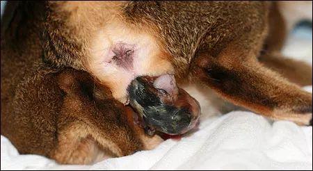 母猫的两种自然分娩方式全图解