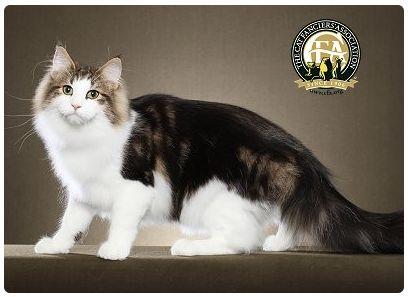 CFA 认证的这 46 个品种猫，你认识几种？（含 3 个考察期品种）