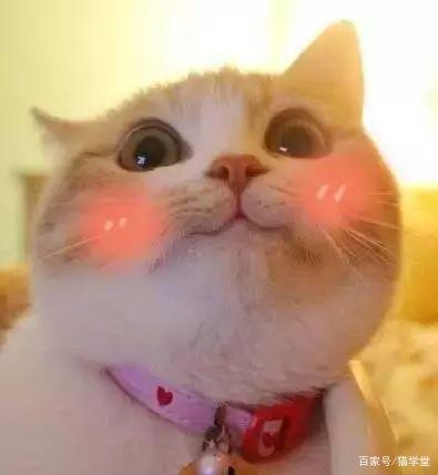 炎炎夏日 猫咪应该如何防晒？