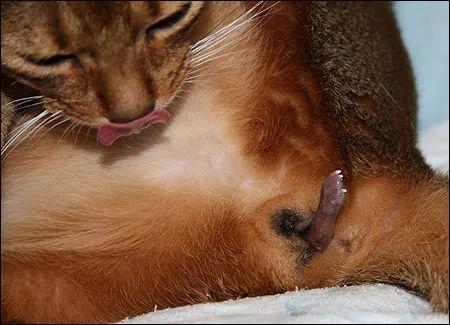 母猫的两种自然分娩方式全图解