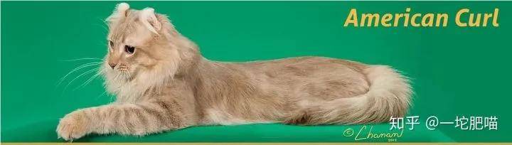 如何做猫舍│猫品种的选择