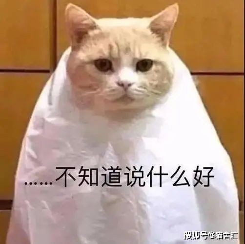 猫舍必看疾病科普│猫咪尿石症