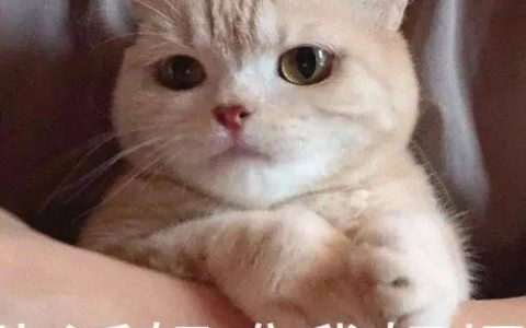 猫舍必看疾病科普│猫白血病病毒