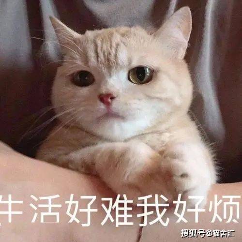 猫舍必看疾病科普│猫白血病病毒