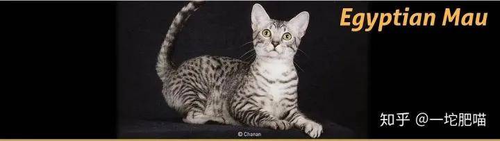 如何做猫舍│猫品种的选择