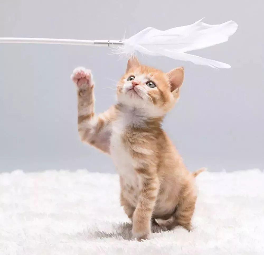 我的猫爱咬我怎么办（一）