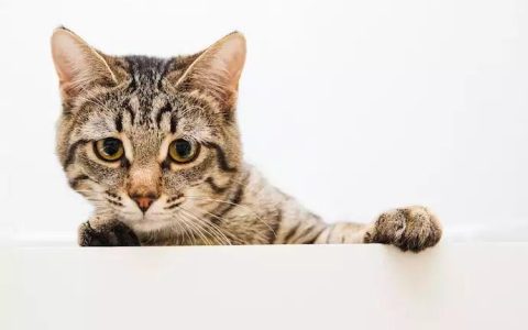 把猫咪独自放在家，你需要注意哪些事项？